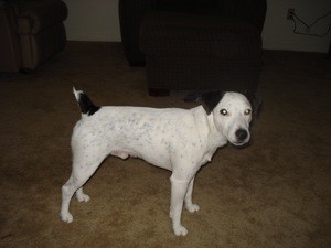 Jack Russel Ate a Baby Sock